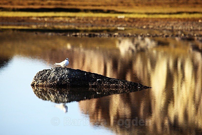 Arctic tern 4315 - Autumn