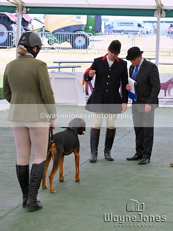 WJ5_0775 - Berks & Bucks at the Great Yorkshire Show 2025