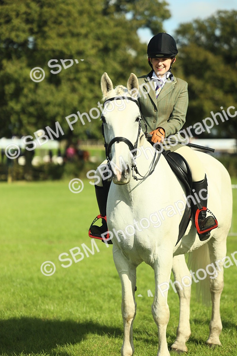 SBM_49853 - S32 - Novice & Newcomers Working Hunter