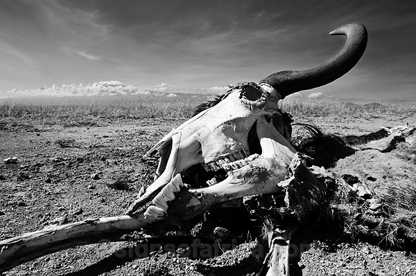 Drought Amboseli Kenya 2009