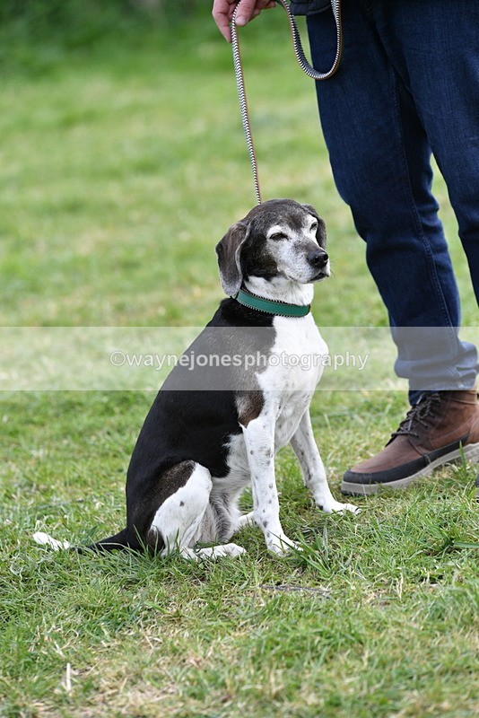 WJ5_0199 - Class 5 Best Veteran / 7 years & over