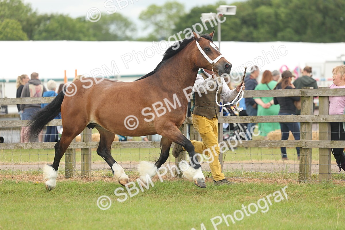 SBM_04970 - Class 50-57 - M&M Welsh Pony In Hand
