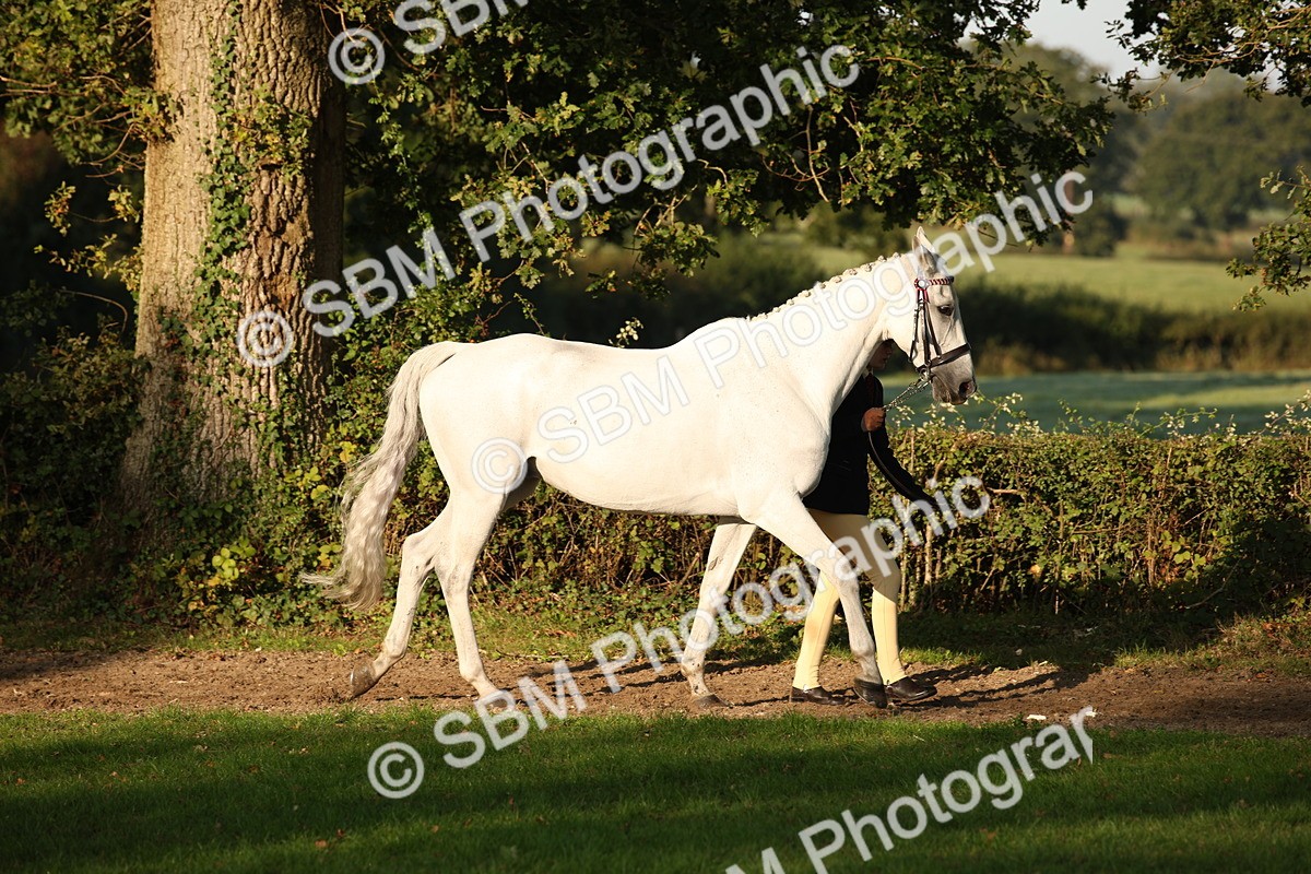 SBM_57530 - S50 - Foreign Breeds In Hand