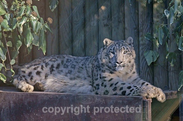 Snow Leopard - Hara - Snow Leopards