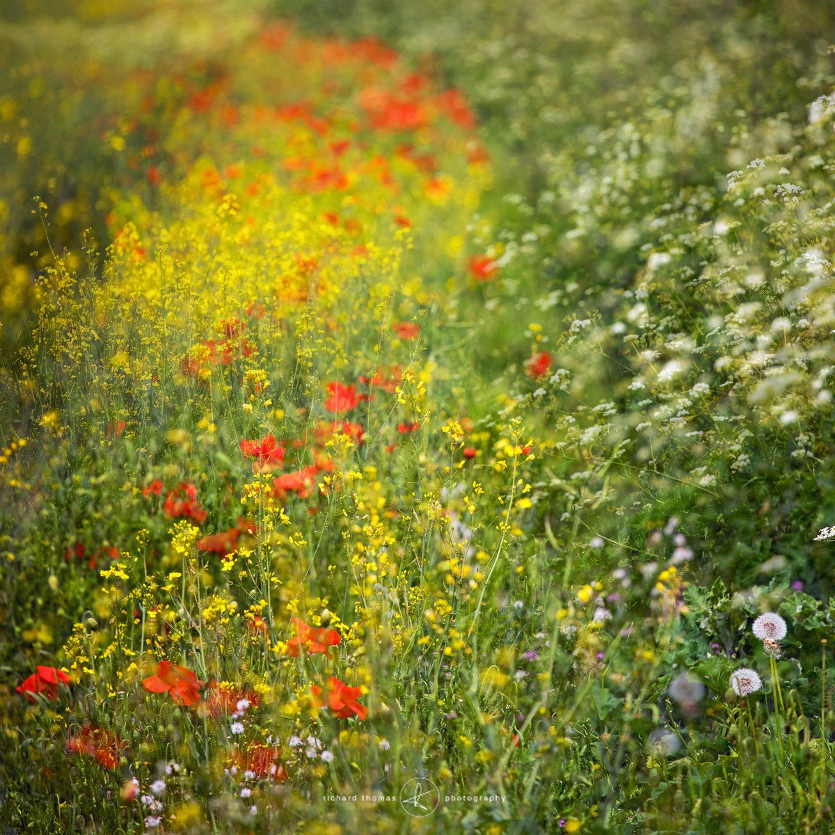 Summer hedgerow - ALTERED REALITY