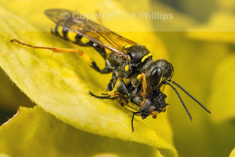 Mellinus arvensis (f)