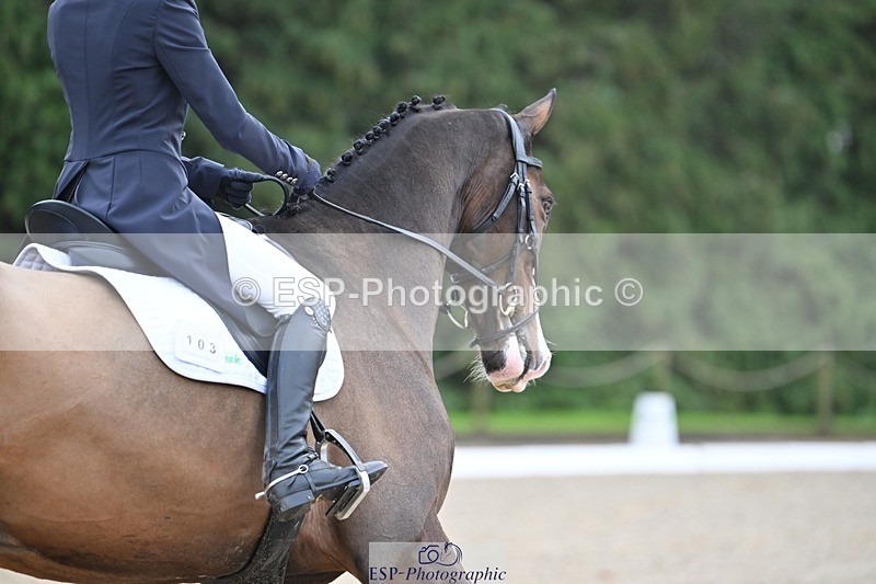 231019-104527-01955 - 103-BEECH.HILL.KIKO.CLOVER-Harriet.Blair-DR