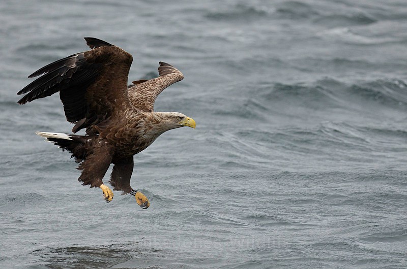 WHITE TAILED EAGLE, ISLE OF MULL, SCOTLAND - THE WHITE TAILED EAGLES GALLERY. Images of the British Sea Eagle