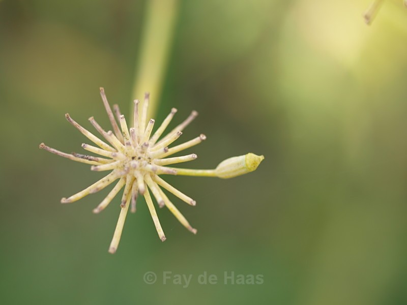  - Nature's Wonders