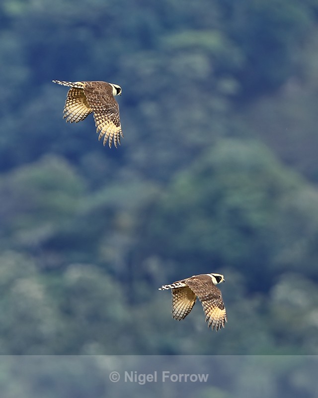 Pair of Laughing Falcons flying, San Miguel, Costa Rica - Laughing Falcon