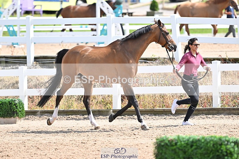 240717A-151010-02605 - Trot Up 3pm to 4pm