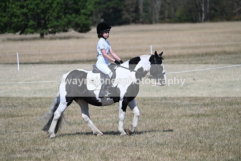 WJ7_1177 - Class 41 Prettiest Mare