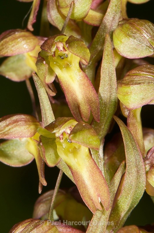  - Orchids - Various