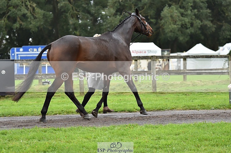 231018-122150-00240 - 030-MONBEG.SHELBY-Kat.Raybould-TrotUp