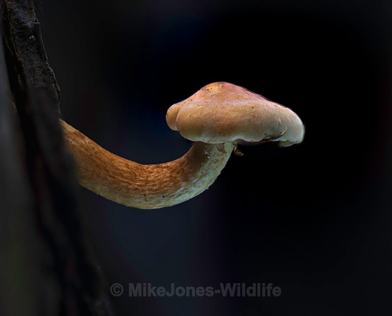 Fungi, Delamere forest - AUTUMN 2025 FUNGI/MUSHROOMS