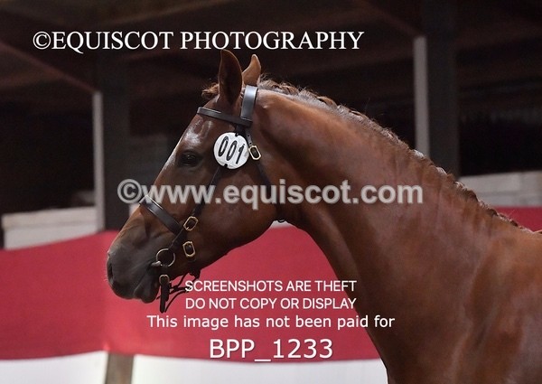 BPP_1233 - MORNING 9AM - 12PM