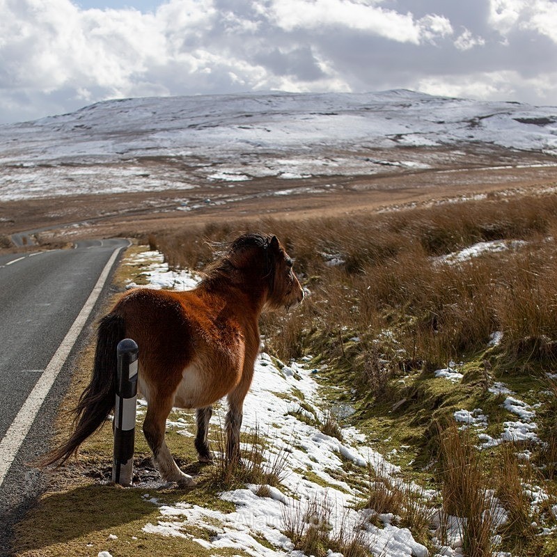 Wild Ponies - Bannau Brycheiniog - Wildlife