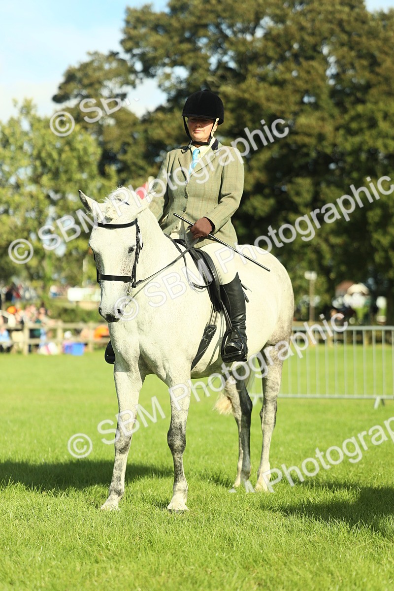 SBM_49866 - S32 - Novice & Newcomers Working Hunter