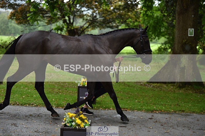 240522-153356-00436 - 376-STORM_BLUE_CURTIS-Phoebe_Buckley