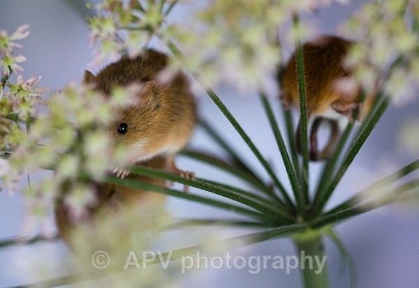 _DSC8272 - Bob's Harvest Mice.