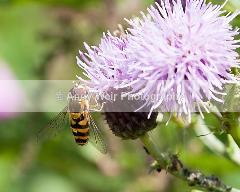 20110730-IMG_6200 - Insects