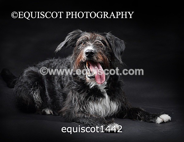 equiscot1442 - RUSSO