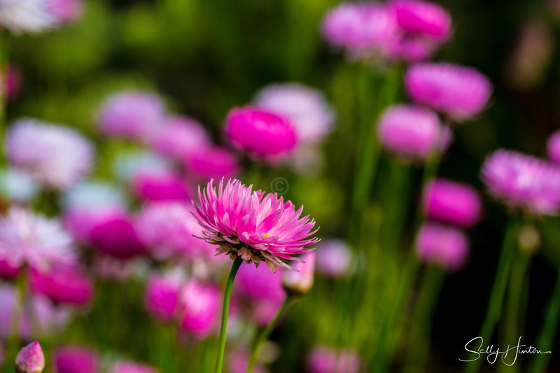 Pink Paper Daisies Growing