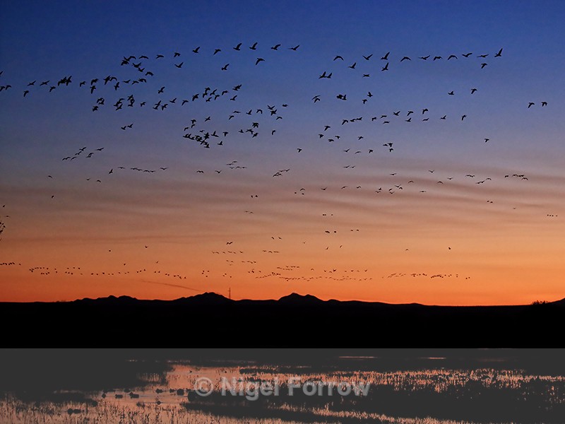 Dawn flight of Snow Geese, Bosque del Apache, New Mexico - Snow Goose