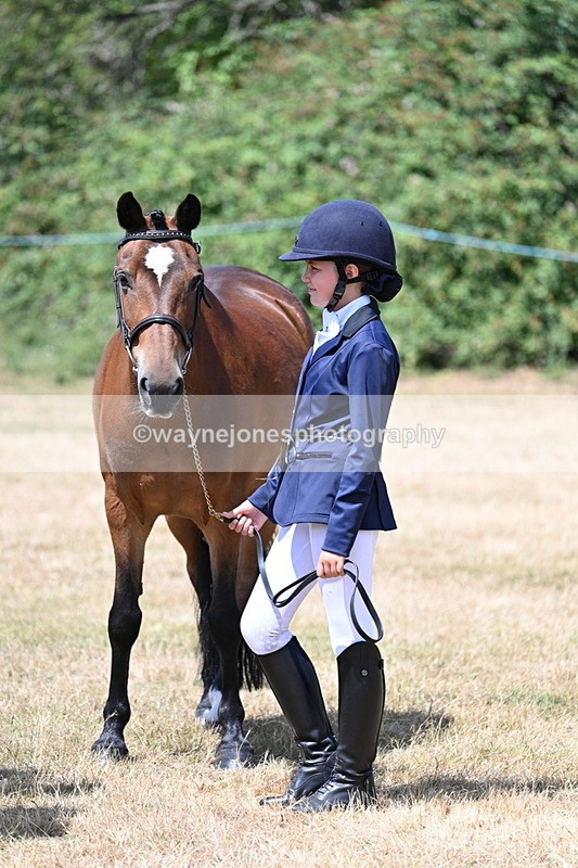 WJ7_2193 - Class 5 Most Handsome Gelding (up to 14.2hh) in hand