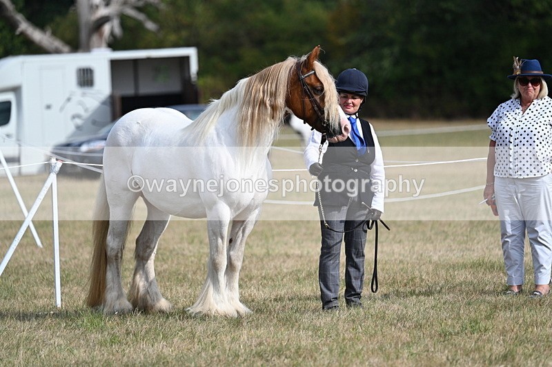 WJ7_8145 - In-hand Championship