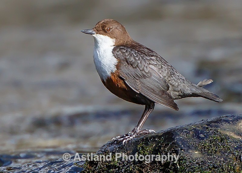 Astland Photography, Bird and Wildlife Images, Susan and Peter Wilson, U.K.
