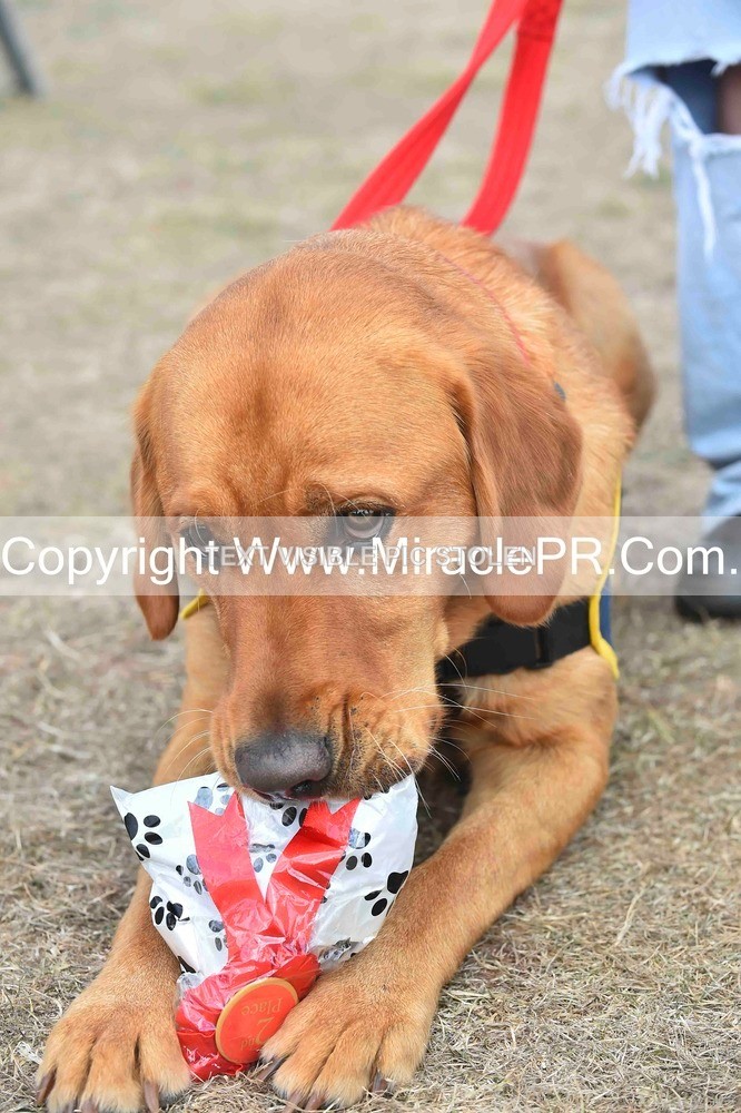SH4_0160 - Dog show.