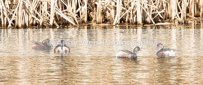 20140315-3K8A9282 - Black-necked Grebe
