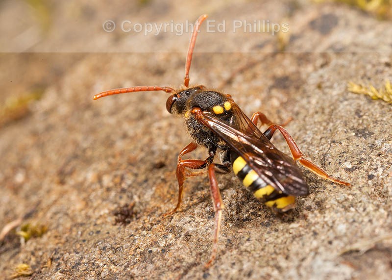 N. marshamella (f)