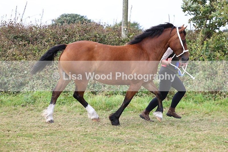 3E7A5683 - In Hand Championship