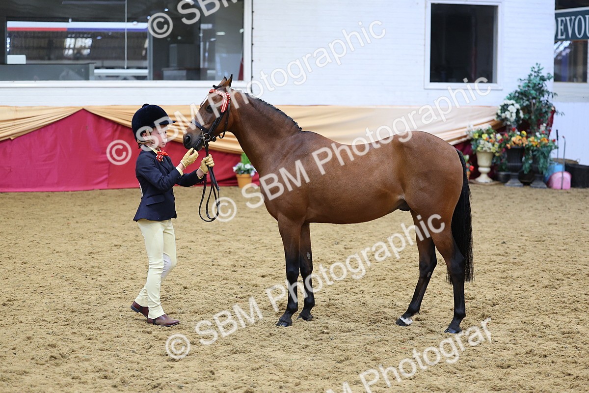 SBM_22710 - Class 903 - Supreme Final - IH Pre Vet