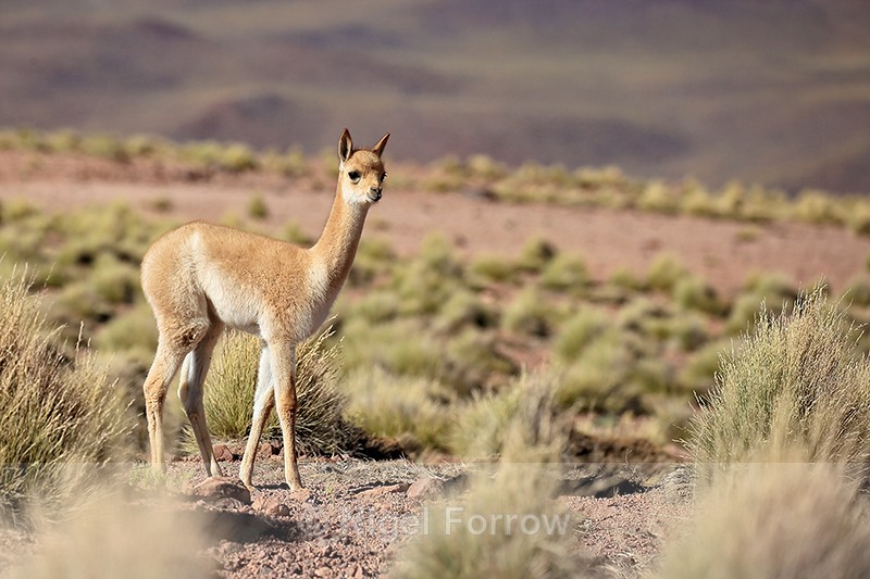 Young Vicuna, Laguna Miscanti, Atacama Desert, Chile - Vicuna