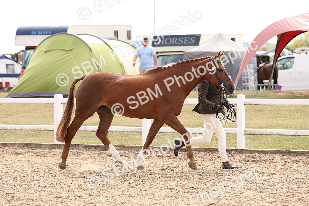 SBM_15346 - Class 210- IH Show Horse