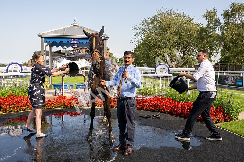 130826-Race 5-Wardlaw-8621 - Race 5 16.15pm Middle Distance Handicap