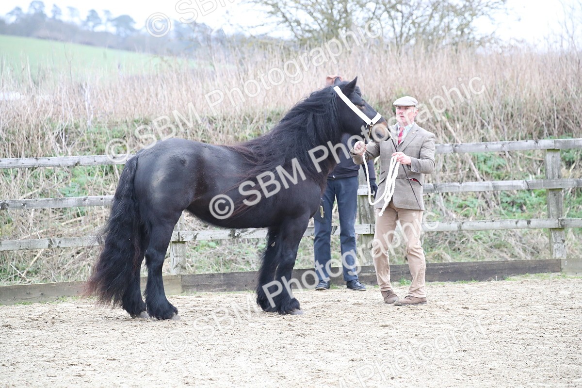 SBM_004029 - Class 1-4 - Young Stock classes Inc. In Hand Championship