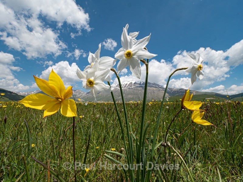 Wild Tulips (Tulipa sylvestris ssp australis) growing with Poet's Narcissus (Narcissus poeticus - Flowers in the Landscape - 2