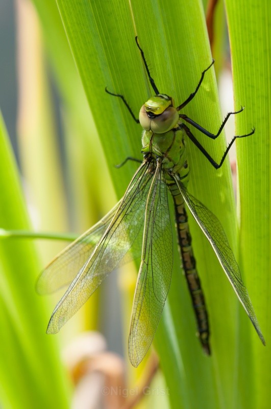 Southern Hawker - Wildlife