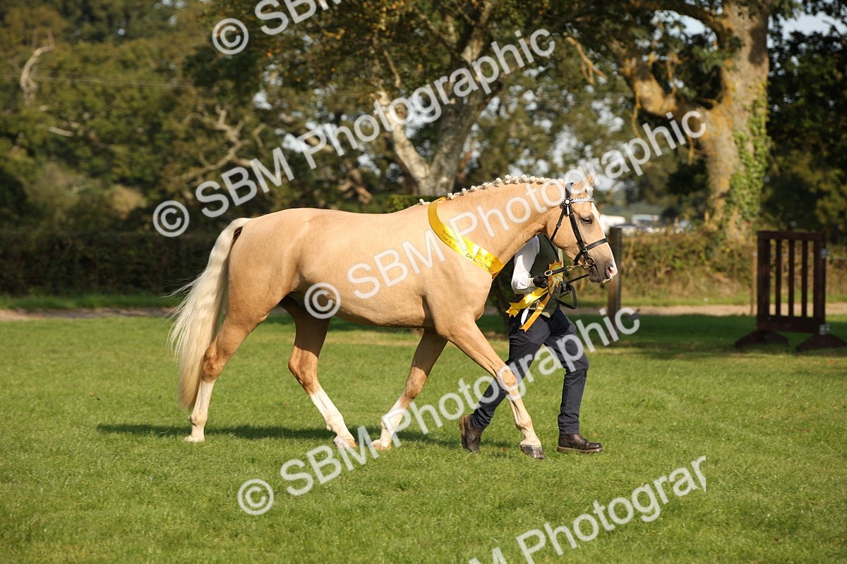 SBM_59397 - S52 - Other Coloured Horse In Hand