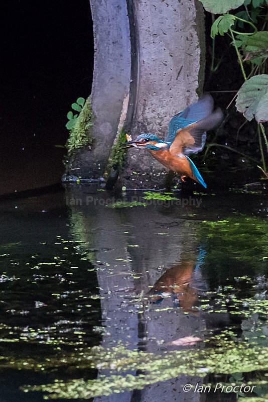 Kingfisher Catch of the Day - Nature