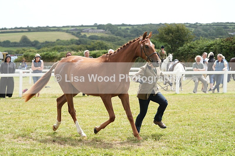 DSC06059 - Class 54: Hunter/Riding Horse/Hack 1 & 2 yr olds