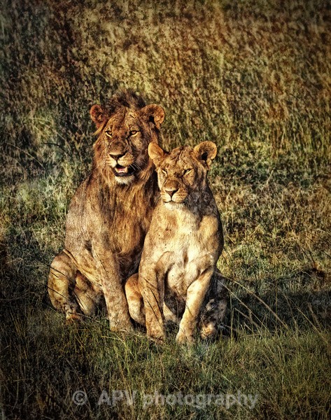 Purrrfect Couple - The Photographic Angle - Wildlife Exhibition