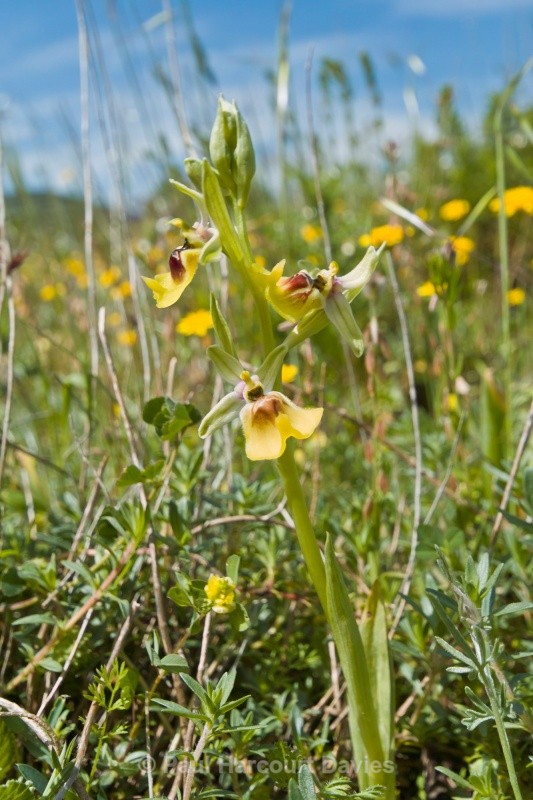 Ophrys lacaitae (Lacaita's Ophrys) - Orchids - Ophrys