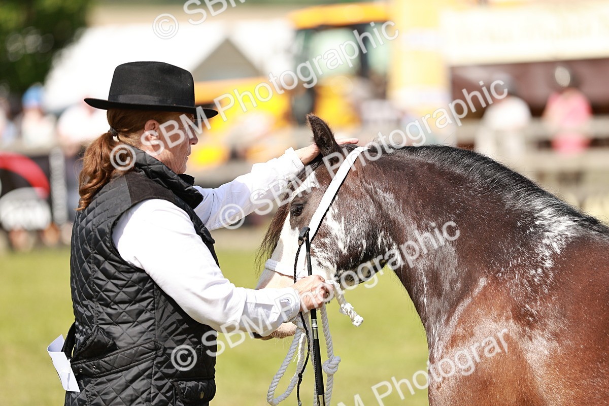 SBM_08603 - Class 63-65 - Traditional Gypsy Cobs In Hand & Ridden