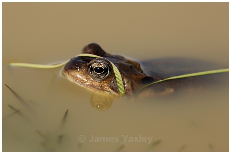 Tagliatelle Verdi - Amphibians