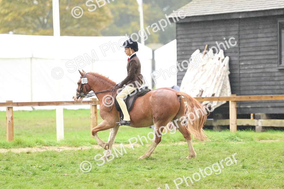 SBM_73069 - S63 Show Pony & Show Hunter Pony Ridden